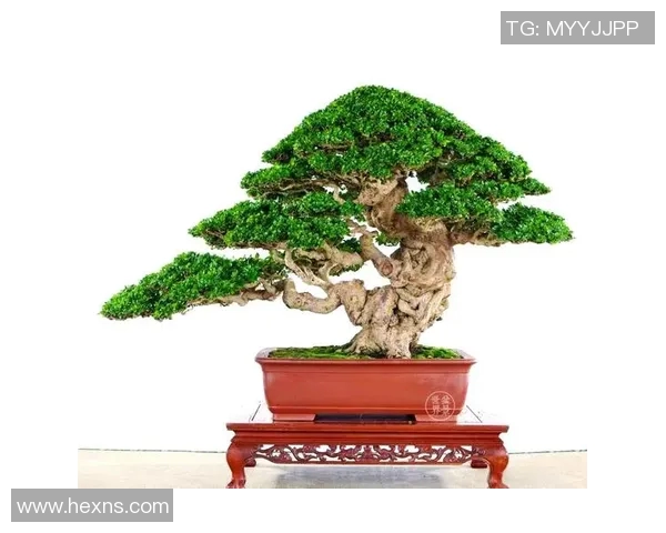 盆栽艺术:让自然之美与家居环境完美融合的创意装饰技巧 盆栽艺术:让自然之美与家居环境完美融合的创意装饰技巧